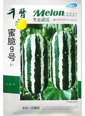 蜜脆9号薄皮杂交甜瓜种子 耐低温早熟超甜酥脆大田基地高产种籽