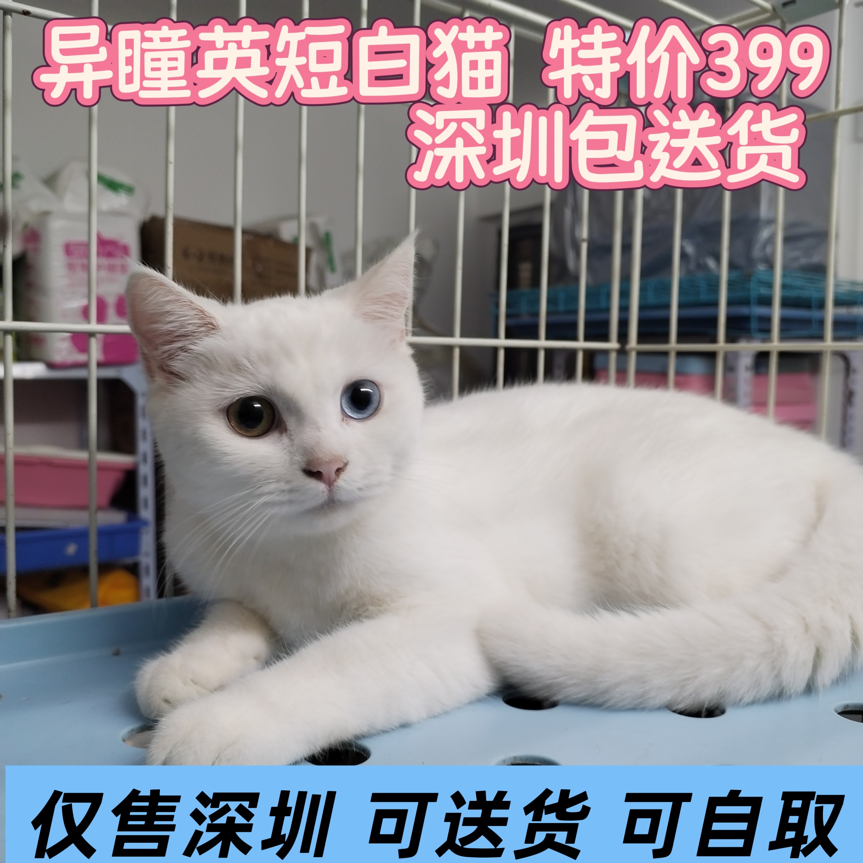 英短蓝猫宠物深圳可自取or配送