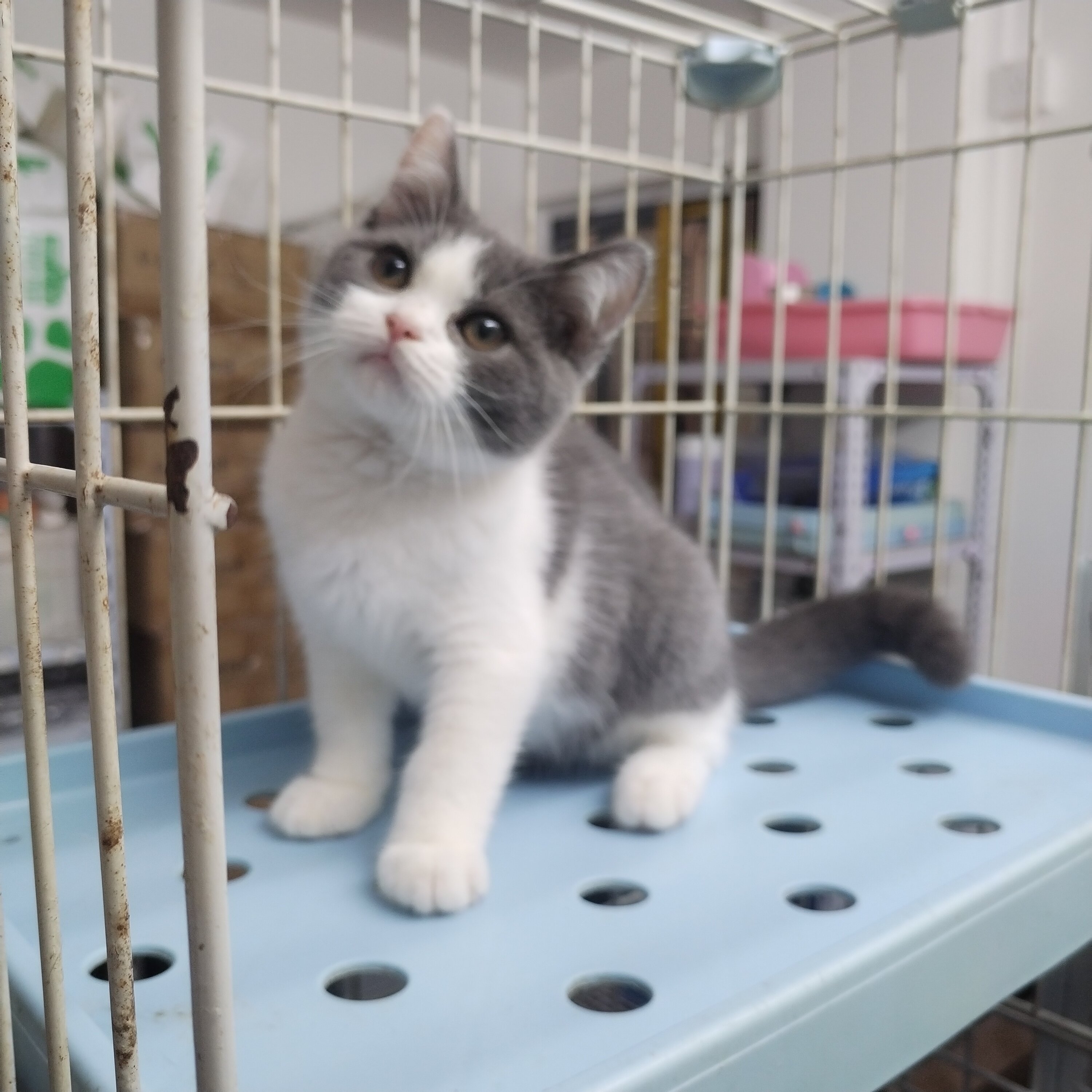 【蓝白1号 现货】英短蓝白猫幼猫 宠物猫活物英短蓝猫幼崽