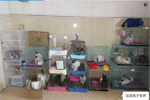 深圳小宠物寄养 龙猫寄养 仓鼠豚鼠 刺猬异宠寄养 雪貂荷兰猪托管