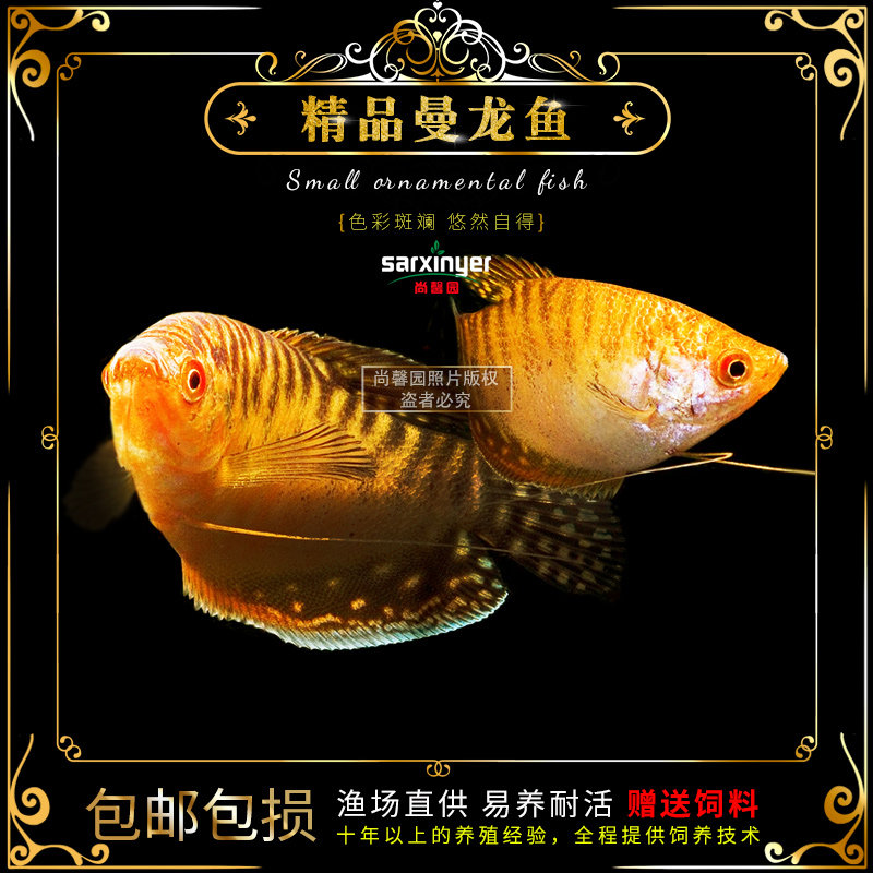 中型观赏鱼价格 中型观赏鱼图片 星期三