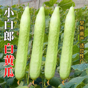 水果白皮黄瓜种子海阳白玉黄瓜种籽春秋四季青瓜阳台盆栽蔬菜种孑