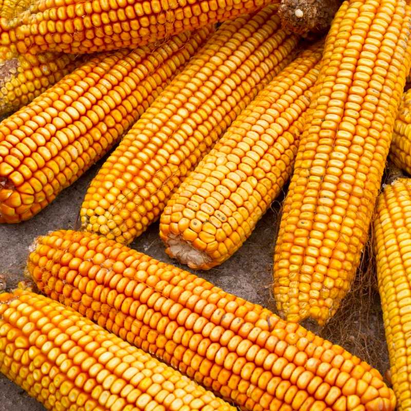 玉米种子高产大田玉米种籽郑单958良玉99京农科大全杂交审定饲料