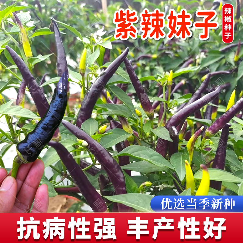 紫辣妹朝天椒种子紫色小尖椒种籽春秋四季阳台盆栽辣椒超辣蔬菜孑