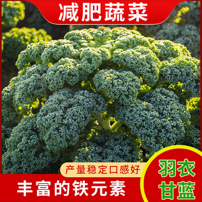 蔬菜食用冬季紫色羽衣甘蓝种子