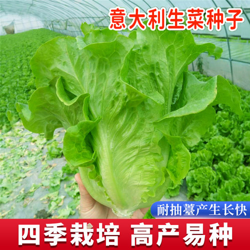 意大利速生生菜种子全年可种四季