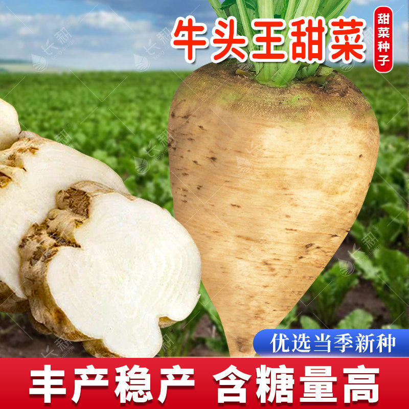 饲料甜菜种子特大高产白根糖菜头种籽糖厂专用春四季农家蔬菜种孑