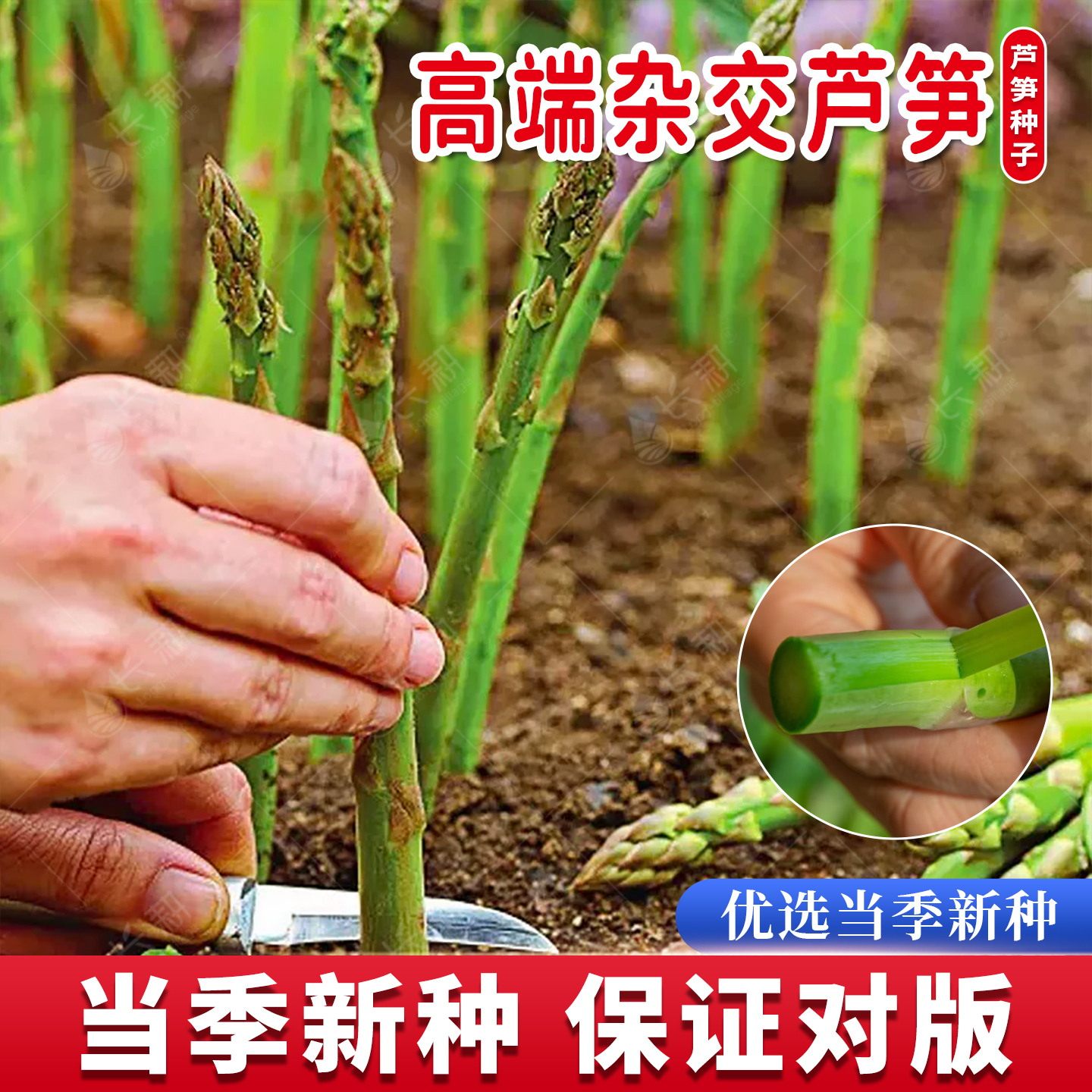 温绿杂交芦笋种子特粗绿芦笋根苗种籽春秋四季盆栽多年生蔬菜种孑