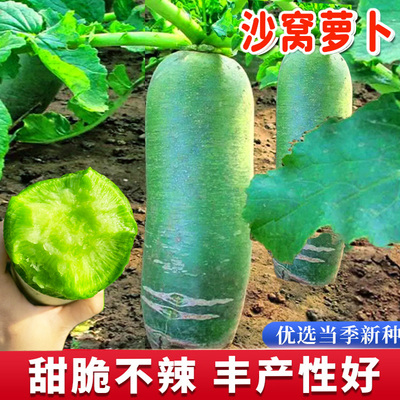 农家天津水果高产蔬菜种孑青萝卜