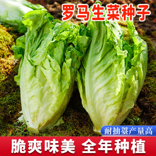 罗马生菜种子高产四季耐抽薹