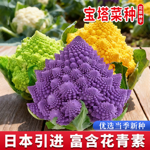 彩色宝塔菜种子日本引进花椰菜种籽春秋四季绿紫欧洲菜花蔬菜种孑