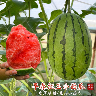 西瓜种籽盆栽西瓜种子2k礼品西瓜种薄皮红壤阳台四季水果蔬菜种子