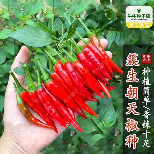 烈焰朝天椒种子苗超辣簇生小米椒