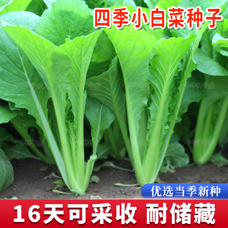 青梗小白菜种子四季白菜种籽