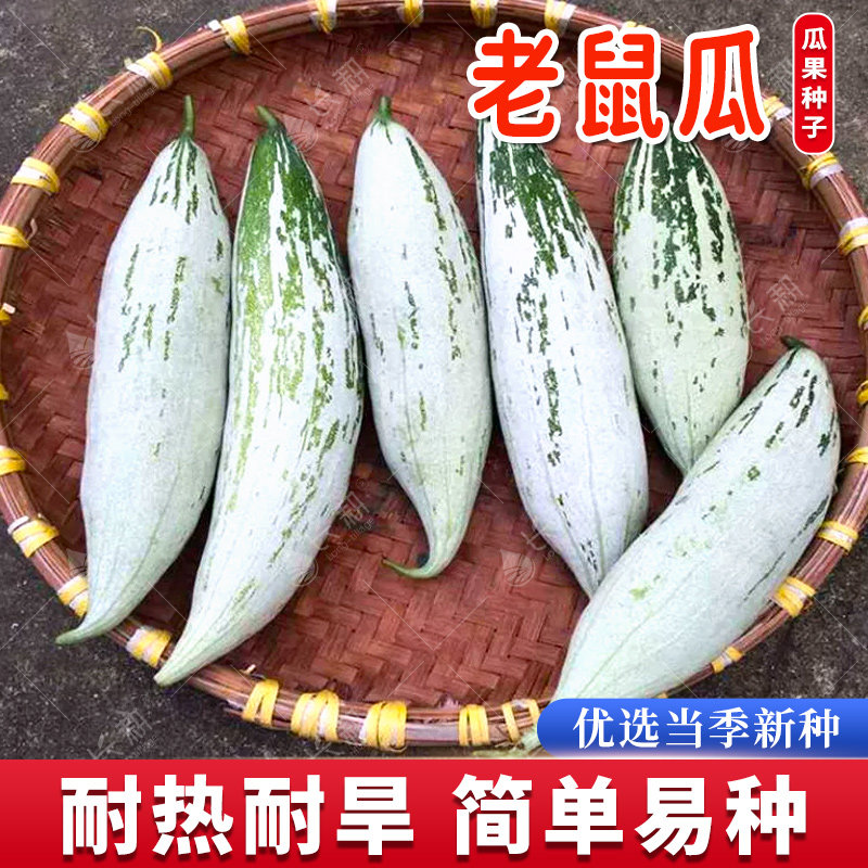食用老鼠瓜种籽变色春秋四季阳台瓜种子爬藤蔬菜水果种孑彩瓜观赏