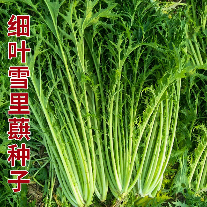 雪菜种子花叶小叶梅菜农家雪里蕻红菜种籽青菜春季四季蔬菜种孑