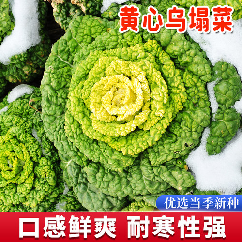 黄心乌塌菜种子耐寒农家