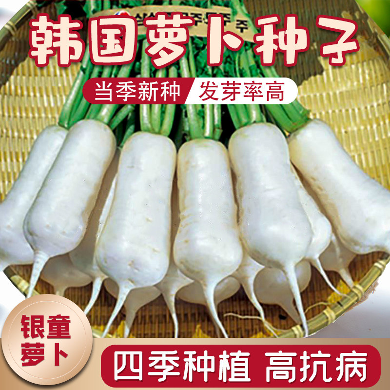 玉笋白皮白肉迷你手指萝卜春季夏秋四季小型水果白萝卜种子菜