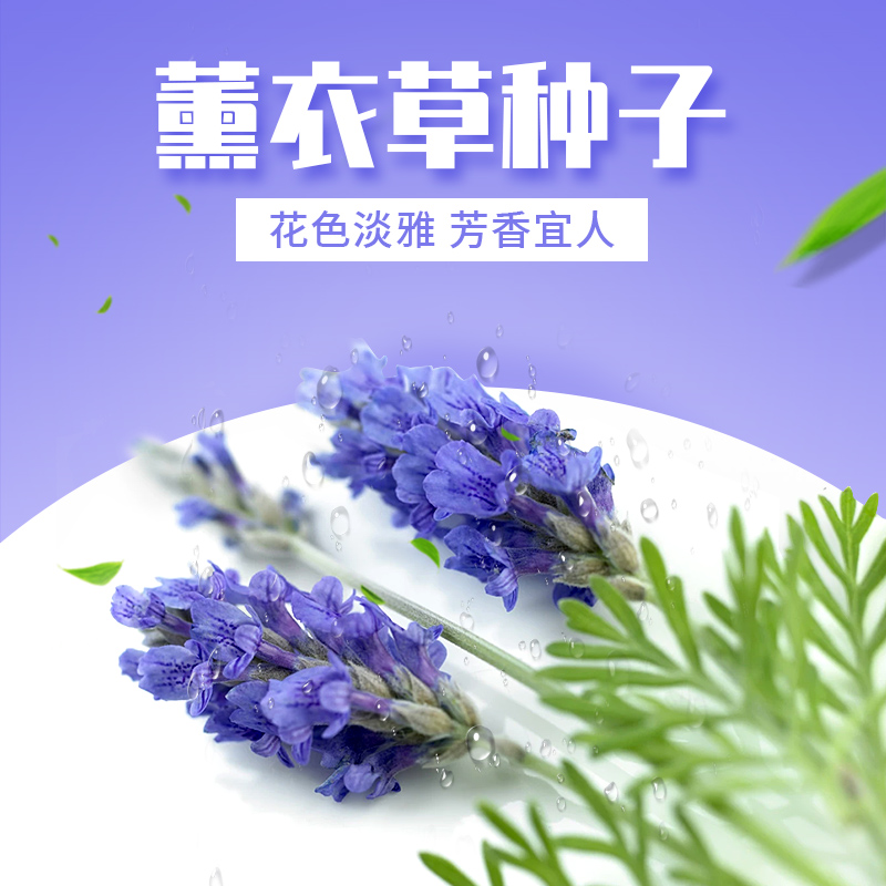 薰衣草种子四季阳台盆栽迷迭香