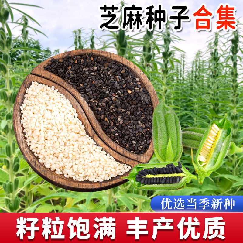 特高产黑芝麻种子大全白芝麻种籽春秋四季节节高老品种大田蔬菜孑图片
