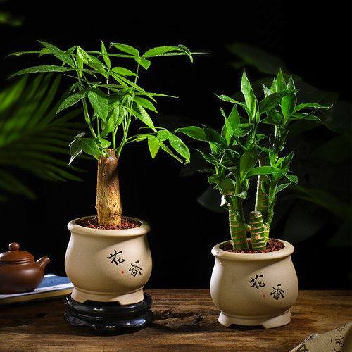 富贵花销量排行榜 富贵花品牌热度排名 小麦优选