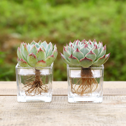 多肉植物玻璃盆质量怎么样 多肉植物玻璃盆口碑怎么样 小麦优选