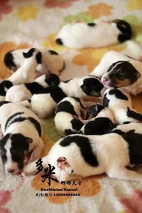 多米娜娜犬舍 刚毛猎狐梗 纯种刚毛猎狐梗幼犬 猎狐宝宝 定金