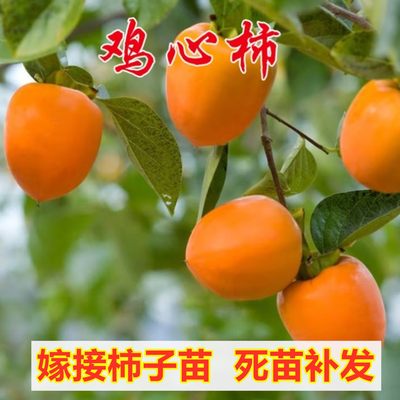 鸡心柿树苗南方北方种植嫁接脆甜无核柿子苗盆栽地栽果树当年结果