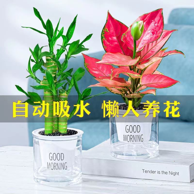 绿萝盆栽发财树吊兰办公室内多肉小绿植水培驱蚊吸甲醛绿植物花卉