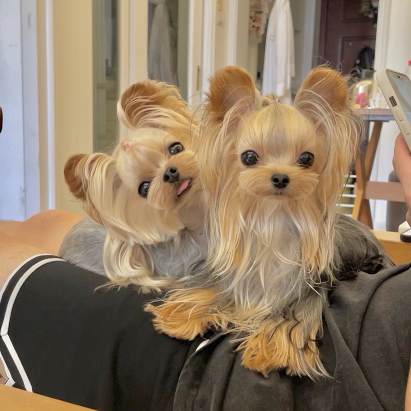 纯种赛级全金约克夏幼犬雪白银家庭小型犬马尔济斯茶杯犬宠物狗