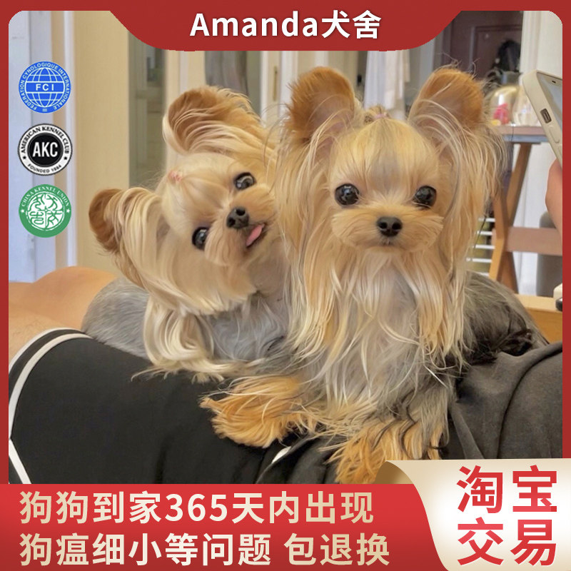 纯种约克夏幼犬雪白银金头银背约克夏狗活体茶杯犬小型犬CKU犬舍