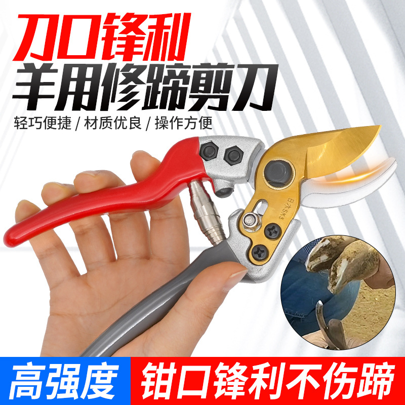修羊蹄子羊蹄修蹄剪羊用