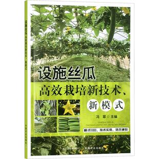 设施丝瓜高效栽培新技术、新模式 种植业