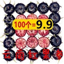 比蓝莓好云南红果参当季 蜘蛛果稀罕见孕红参果一级5斤蓝莓树莓果