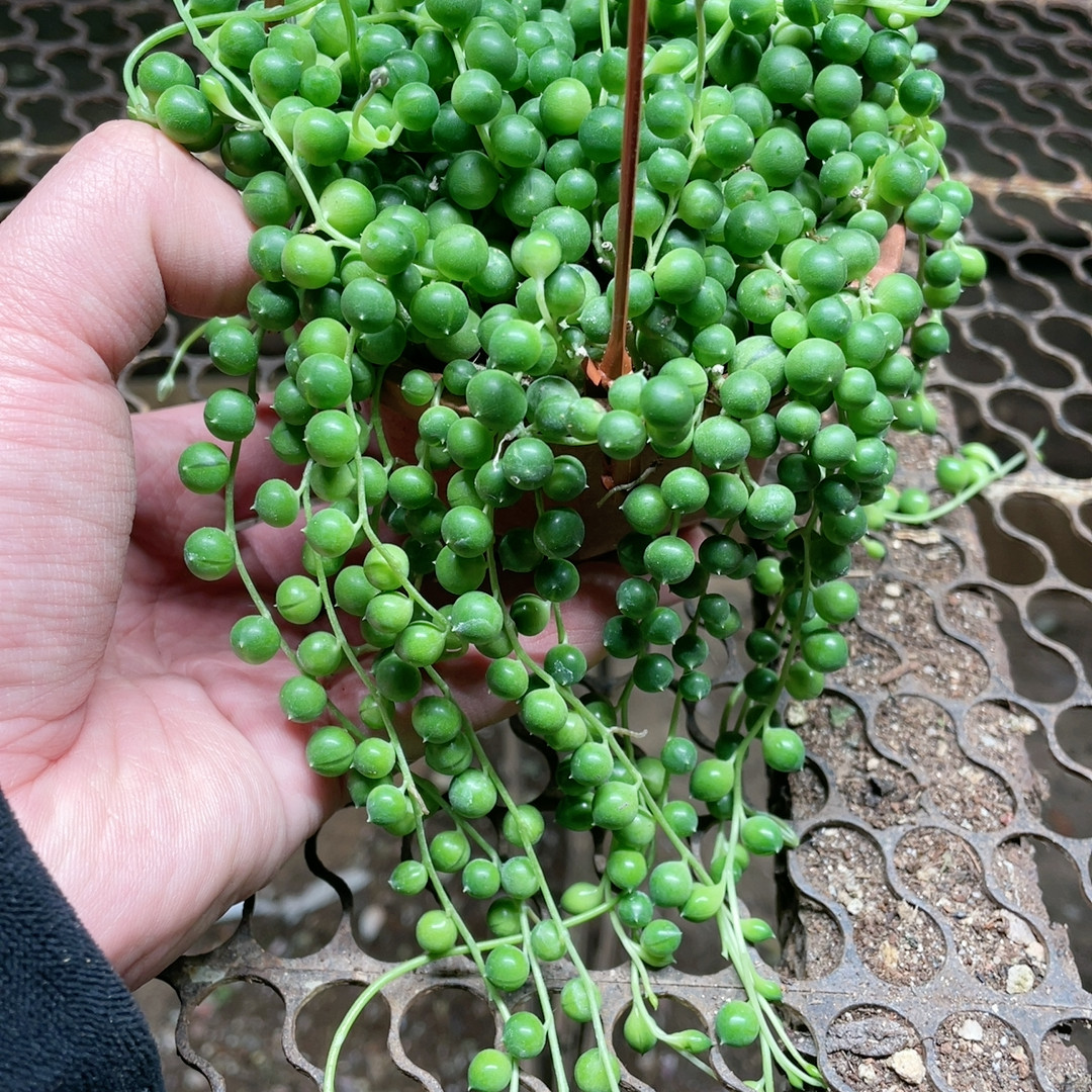 精品佛珠满18包邮,鲜花速递/花卉仿真/绿植园艺,多肉植物,淘宝优惠券,粉丝福利购,淘宝优惠卷