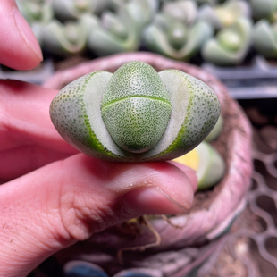 包邮 3厘米不带盆满18 宝多肉一个2 穴盘绿元