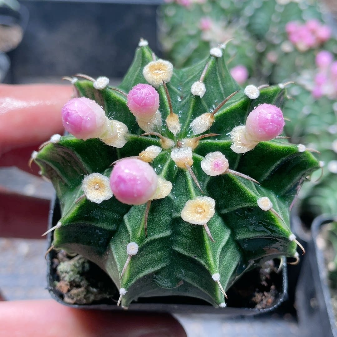 限时秒杀正版一刺肋骨牡丹本场直播满18元包邮