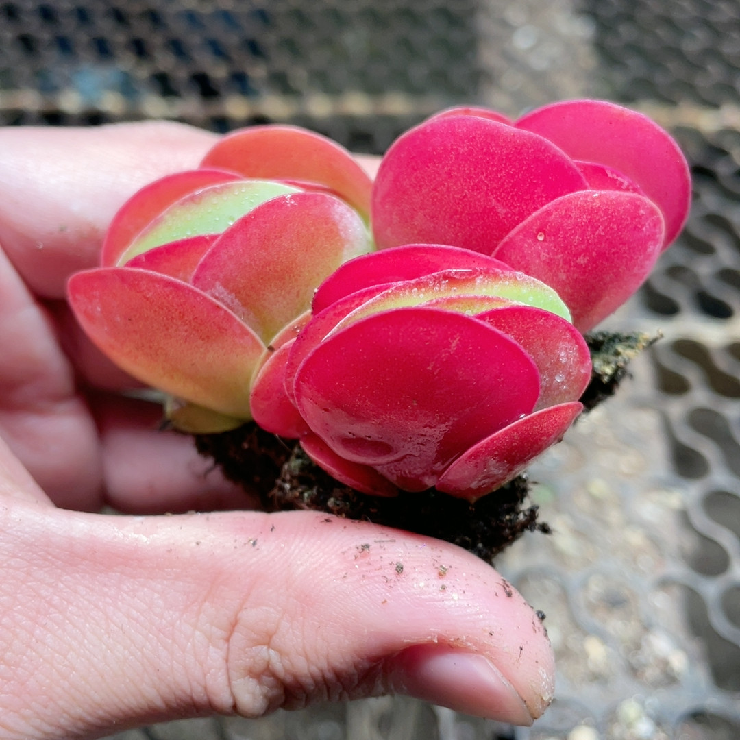 唐印一个满18包邮,鲜花速递/花卉仿真/绿植园艺,多肉植物,淘宝优惠券,粉丝福利购,淘宝优惠卷
