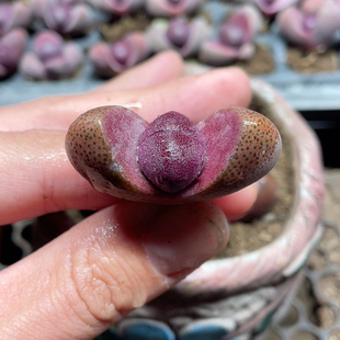 包邮 3厘米不带盆满18 宝一个2 穴盘紫元