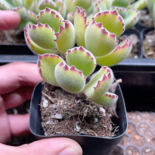 熊童子满18包邮