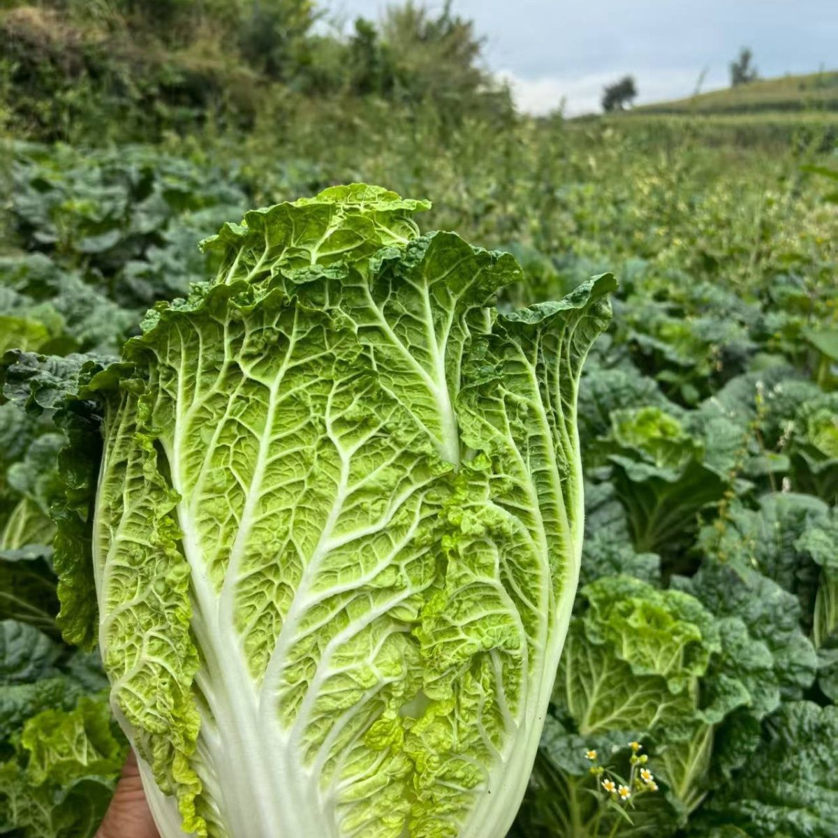 河南大白菜霜打大白菜新鲜蔬菜