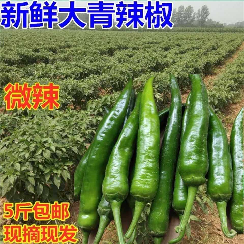新鲜蔬菜青辣椒大青椒牛角椒尖椒菜椒杭椒现摘农家自种虎皮长辣