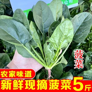 蔬菜小青菜 露天霜冻菠菜新鲜矮脚红根当季 河南趴地菠菜现挖