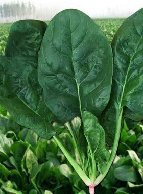 菠菜新鲜河南趴地菠菜矮脚菠菜红根土菠菜火锅食材食用