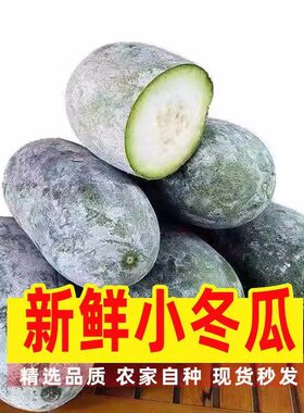 小冬瓜新鲜现摘迷你小香冬瓜