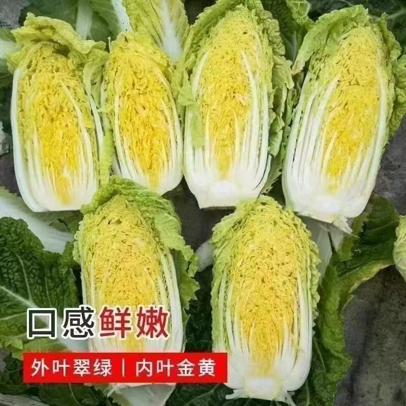 河南黄心大白菜霜打大白菜新鲜蔬菜绿色蔬菜农家自种本地白菜现砍