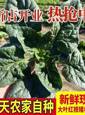 现挖蔬菜农村露天霜冻打菠菜霜冻菠菜矮脚土菠菜新鲜红根菠菜包邮