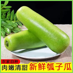 顺丰京东农家新鲜瓠子瓜蔬菜露天种植户子蒲瓜西葫芦瓜胡瓜现摘