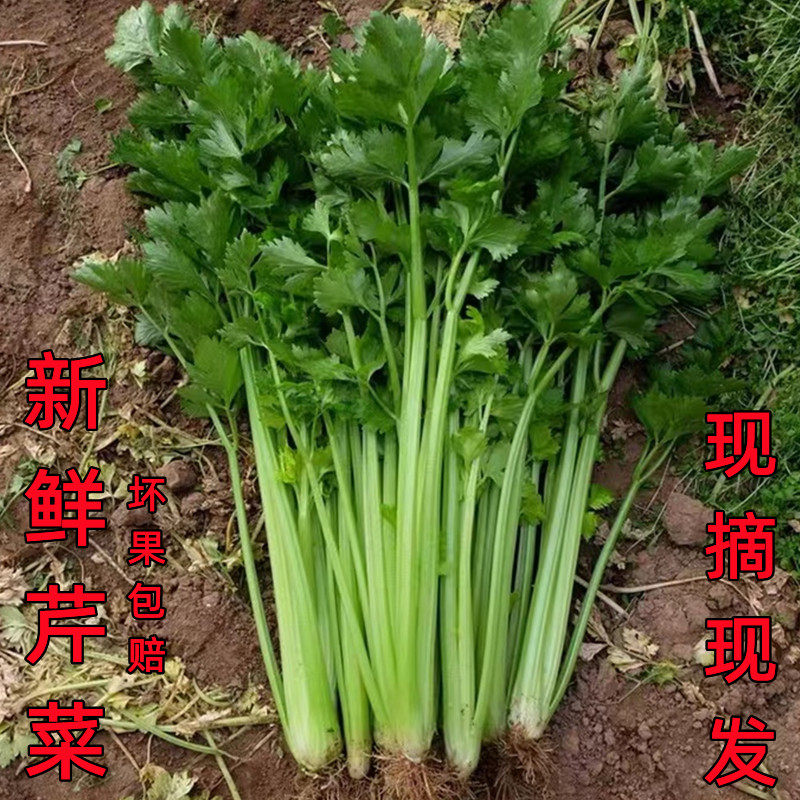 河南现采现发本地芹菜炒菜好吃