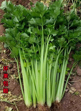 新鲜现摘河南芹菜农家自种当季蔬菜大西洋芹菜5斤榨汁炒菜香芹菜